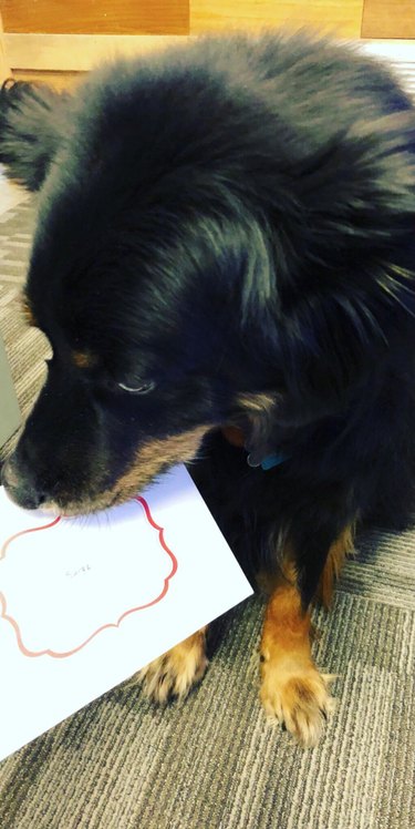 dog checking out card