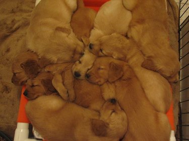 Pile of golden retriever puppies.