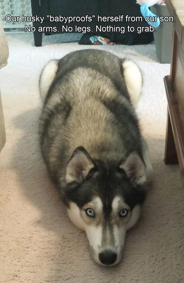 "Our husky "babyproofs" herself from our son. No arms. No legs. Nothing to grab."