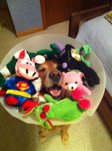 Dog wearing E-collar filled with toys.
