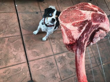 meat as large as the dog