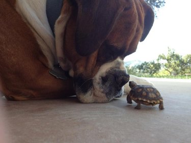 Dog meeting small turtle.