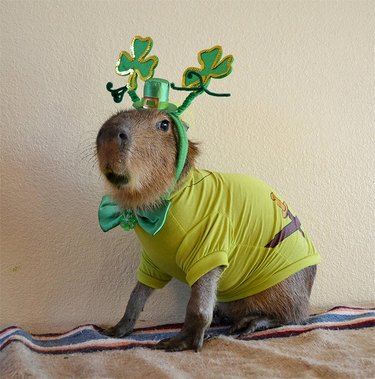 Capybara dressed up for St. Patrick's Day.