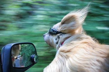 Dog in car with hair blowing.