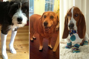 Just 15 Photos Of Dogs In Socks, NBD
