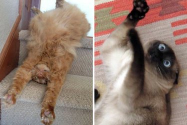 funny cats who are out of their minds