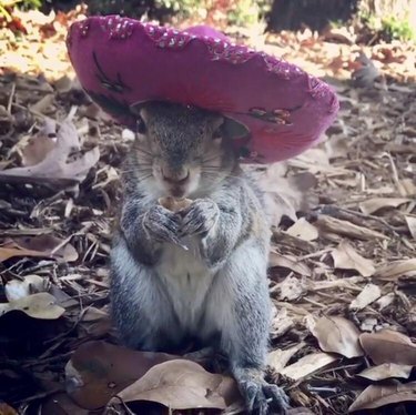 Squirrel wearing pink sombrero.
