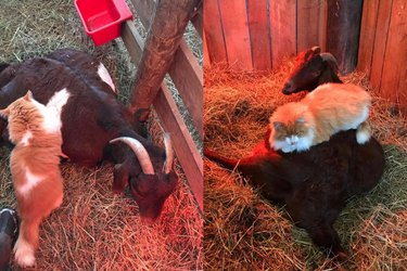 This Goat Has A Cat For A Midwife, And We're Mildly Obsessed