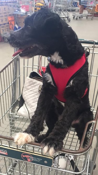 People are sharing pictures of dogs in shopping carts and we're soooo here for it