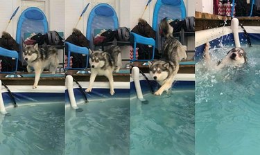 Photo set of Husky falling into swimming pool