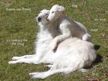 Dog gives other dog a hug.
