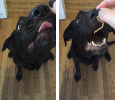 Dog trying to eat a strand of spaghetti.