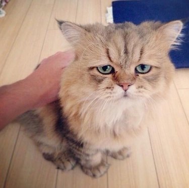 Cat that looks disappointed