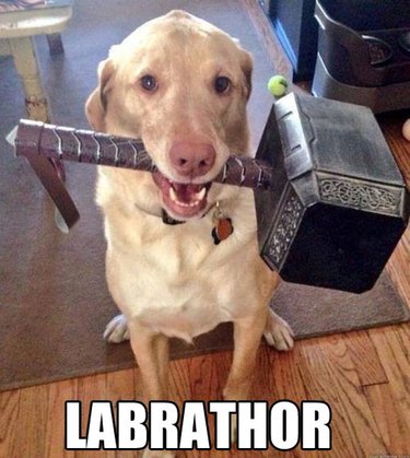 Dog holding Thor's hammer.