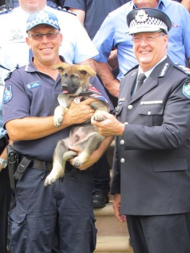 This Police Pup Is Fired For The Most Adorable Reason