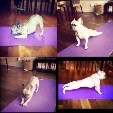 Dog stretching on yoga mat.