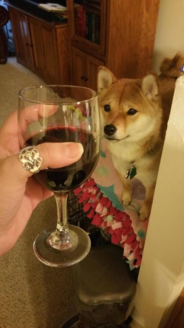 Dog looking at glass of wine