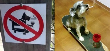 21 Dogs Who Play by Their Own Rules
