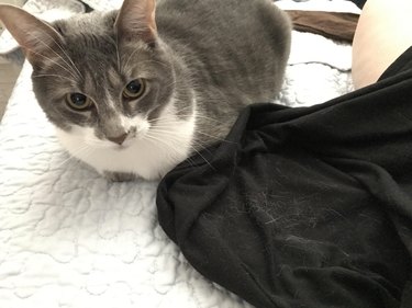 Gray cat next to black fabric covered in cat hair.