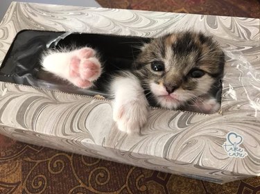Missing kitten found sleeping in Kleenex box