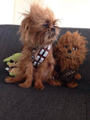 A dog dressed like chewbacca takes 3rd place at costume contest.