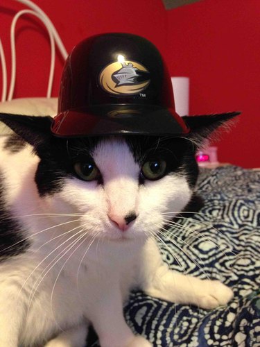 Cat wearing hat with sports team logo.