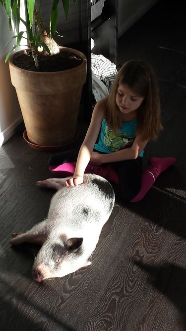 Pig in sunlight getting its tummy scratched by young girl.
