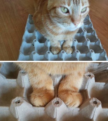 Cat with paws in egg carton.