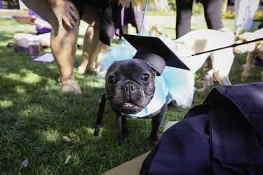 Florida college honors companion animals with graduation ceremony