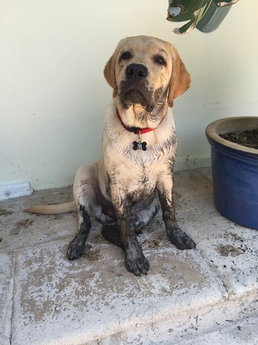 Dog with mud on its paws and muzzle.