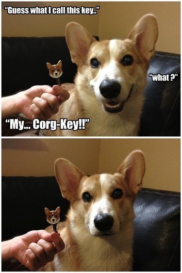 Photo set of Corgi next to cartoon Corgi key cap. Caption: "Guess what I call this key." "What?" "My... Corg-Key!!"
