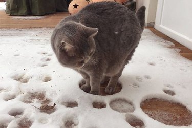 pets who hate winter weather