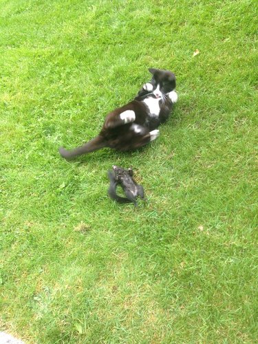 Cat rolling on his back after killing a squirrel