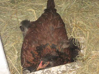 Broody Hen Tries To Mom Cute Litter Of Kittens
