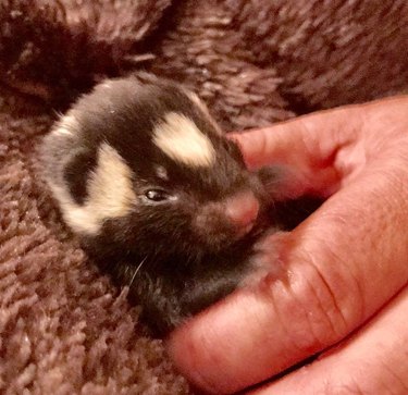 Nothing Stinks About These Five Baby Skunks Who Were Rescued