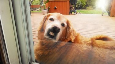 Dog with its nose pressed to glass door and teeth exposed.