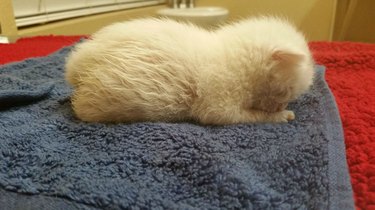 A fluffy white ktiten sleeping on a gray towel.