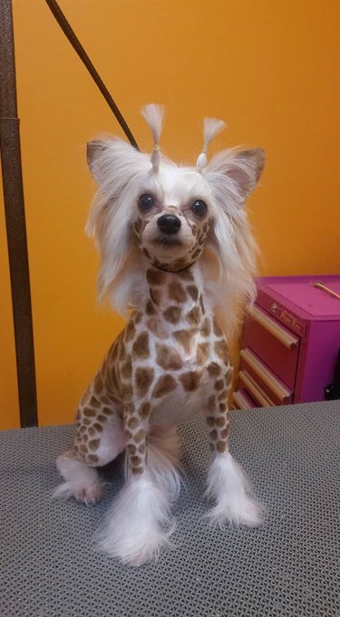 dolls dressed as animals