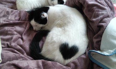 Cat with a black heart on his back