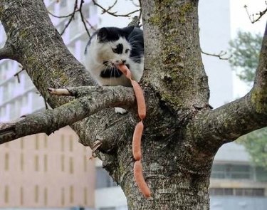 Cat in tree eating sausages.