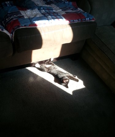Kitten in sunny spot.