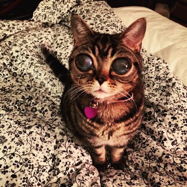 Cat with huge eyes
