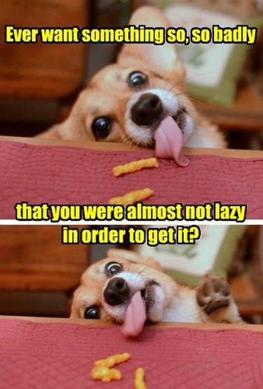 Photo set of Corgi trying to eat Cheetos on table. Caption: Ever want something so, so badly that you were almost not lazy in order to get it?