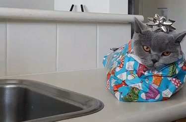 This Video on How to Wrap Your Cat Has Gone Viral — Obviously