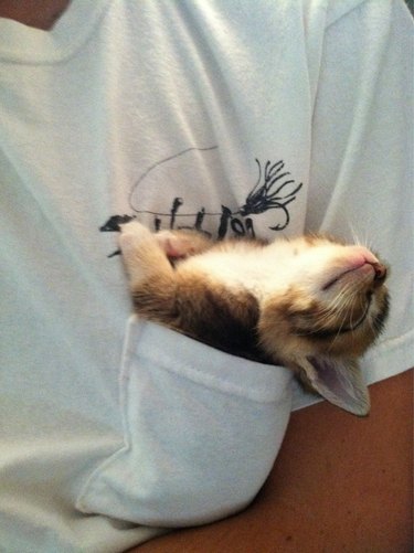 Kitten asleep in a t-shirt pocket.