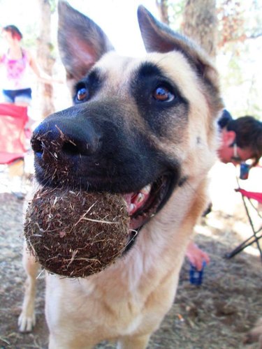 Dog holding tennis ball completely covered in dirt.