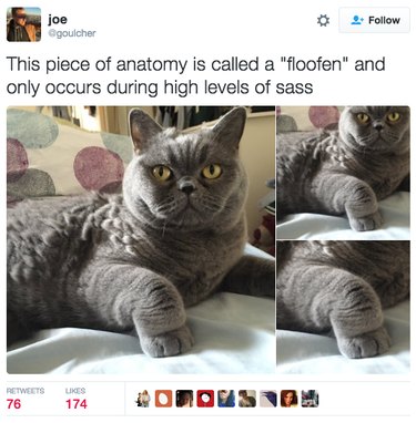 Tweet of a cat with a sassy paw.