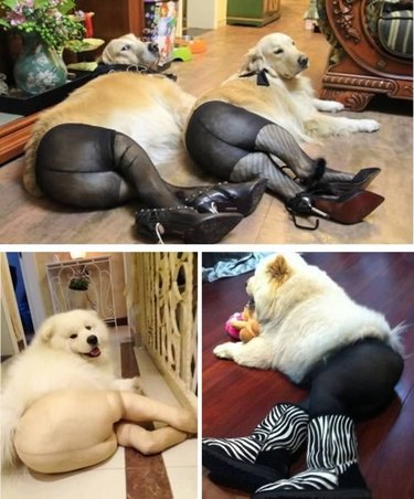 Animals Wearing Things They Should Not Be Wearing
