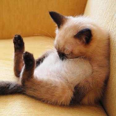 Kitten asleep sitting up, with head on their belly.