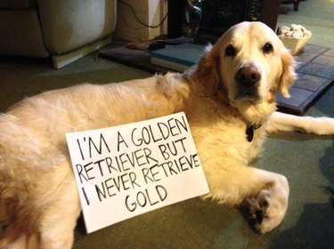 Dog with sign that says "I'm a golden retriever but I never retrieve gold."